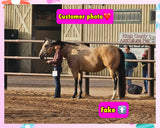 KNOB TOP Fake Tails 1 Pound. Real Horse Hair. Free Cover Bag, Pom Pom, Free Bridle Charm, Loop Charm. $160 - $180