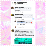 Warmblood/Draft Cross Slinky. FREE CHARM