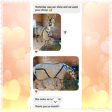 Small Pony Slinky/Small-Sized Medium Pony. FREE CHARM