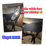 Medium Pony Slinky/Small Large Pony. FREE CHARM