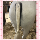 BRAIDING* Tutorials posted on the Facebook page: Katie’s Horse Care Supply (old), and Katie’s Horse Care Supply 2.0 (new)