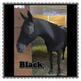 Horse Size Slinky. FREE CHARM