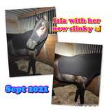 Large Pony/Small Horse Slinky. FREE CHARM