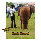 KNOB TOP Fake Tails 1 Pound. Real Horse Hair. Free Cover Bag, Pom Pom, Free Bridle Charm, Loop Charm. $160 - $180