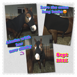 Medium Pony Slinky/Small Large Pony. FREE CHARM
