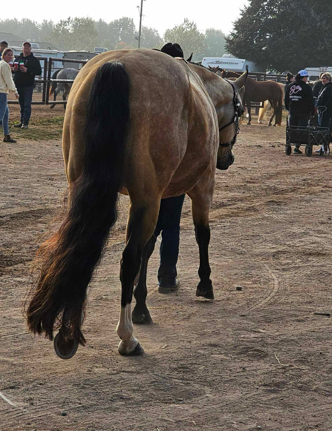 KNOB TOP Fake Tails 1 Pound. Real Horse Hair. Free Cover Bag, Pom Pom, Free Bridle Charm, Loop Charm. $180