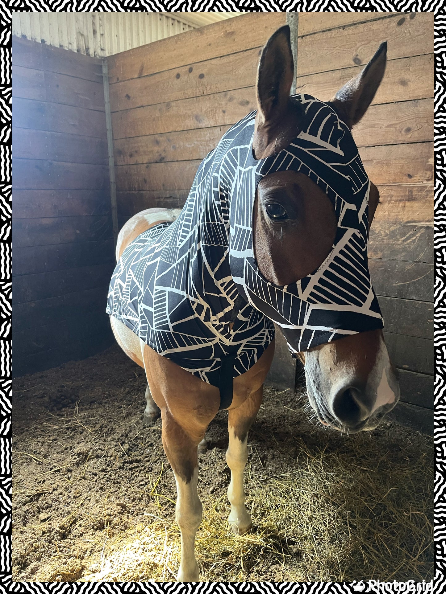 SMALL PONY SLINKY/SMALL-SIZED MEDIUM PONY. FREE CHARM