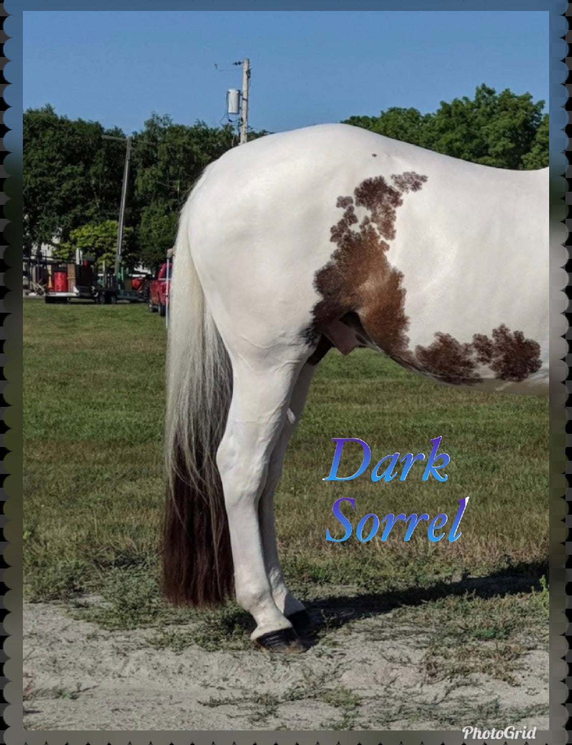 KNOB TOP Fake Tails 1/2 Pound. Real Horse Hair. Free Cover Bag, Pom Pom, Bridle Charm, Loop Charm. $99.99 - $125