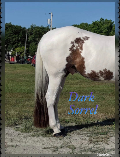 KNOB TOP Fake Tails 1/2 Pound. Real Horse Hair. Free Cover Bag, Pom Pom, Bridle Charm, Loop Charm. $99.99 - $125