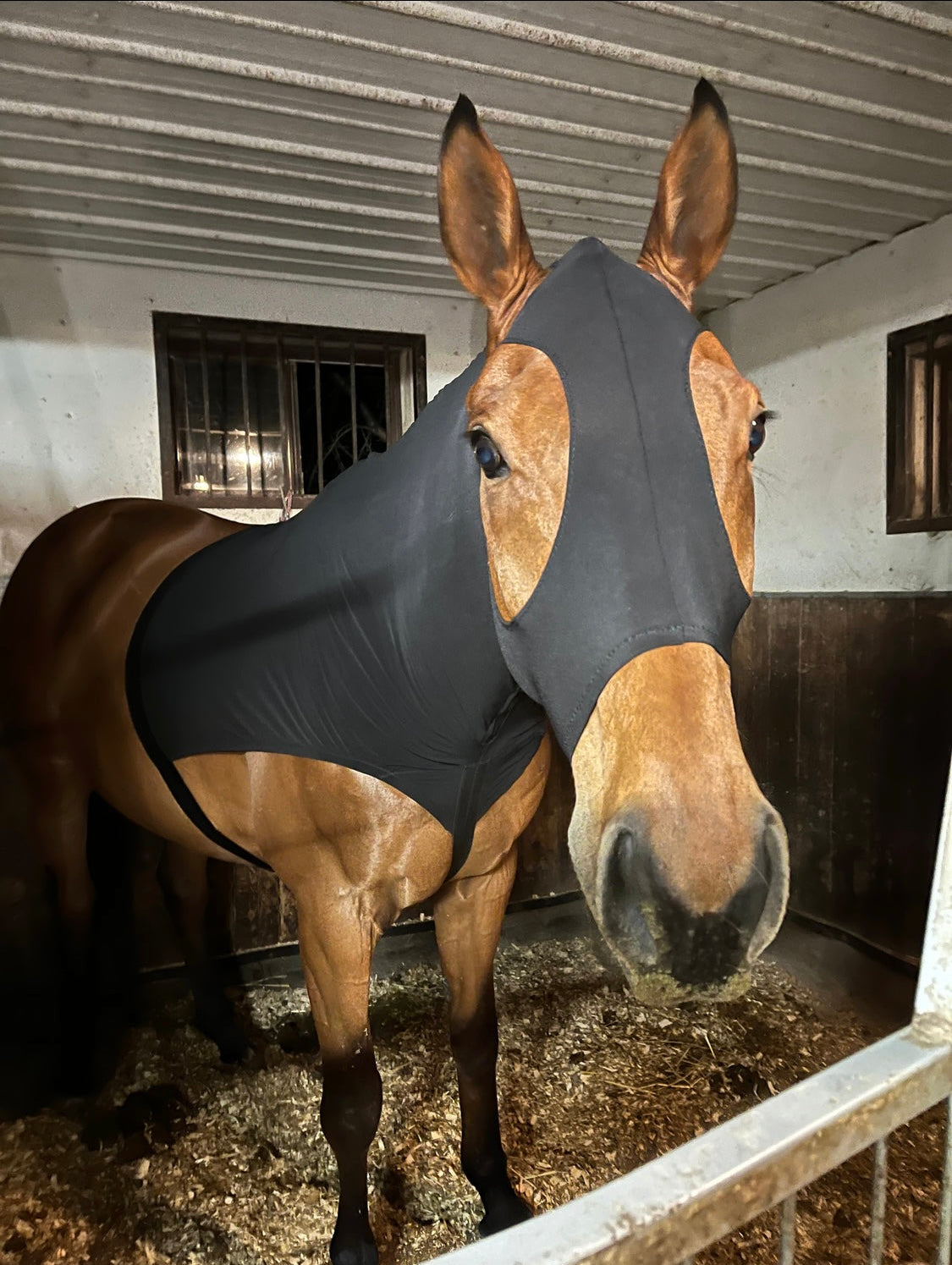 SMALL PONY SLINKY/SMALL-SIZED MEDIUM PONY. FREE CHARM