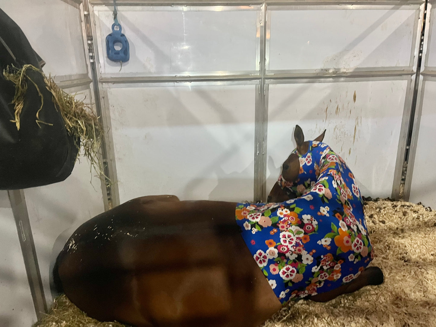 HORSE SIZE SLINKY. FREE CHARM