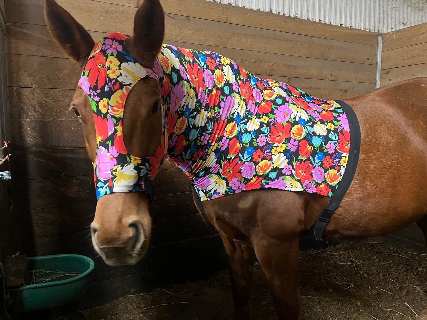 WARMBLOOD/DRAFT CROSS SLINKY. FREE CHARM