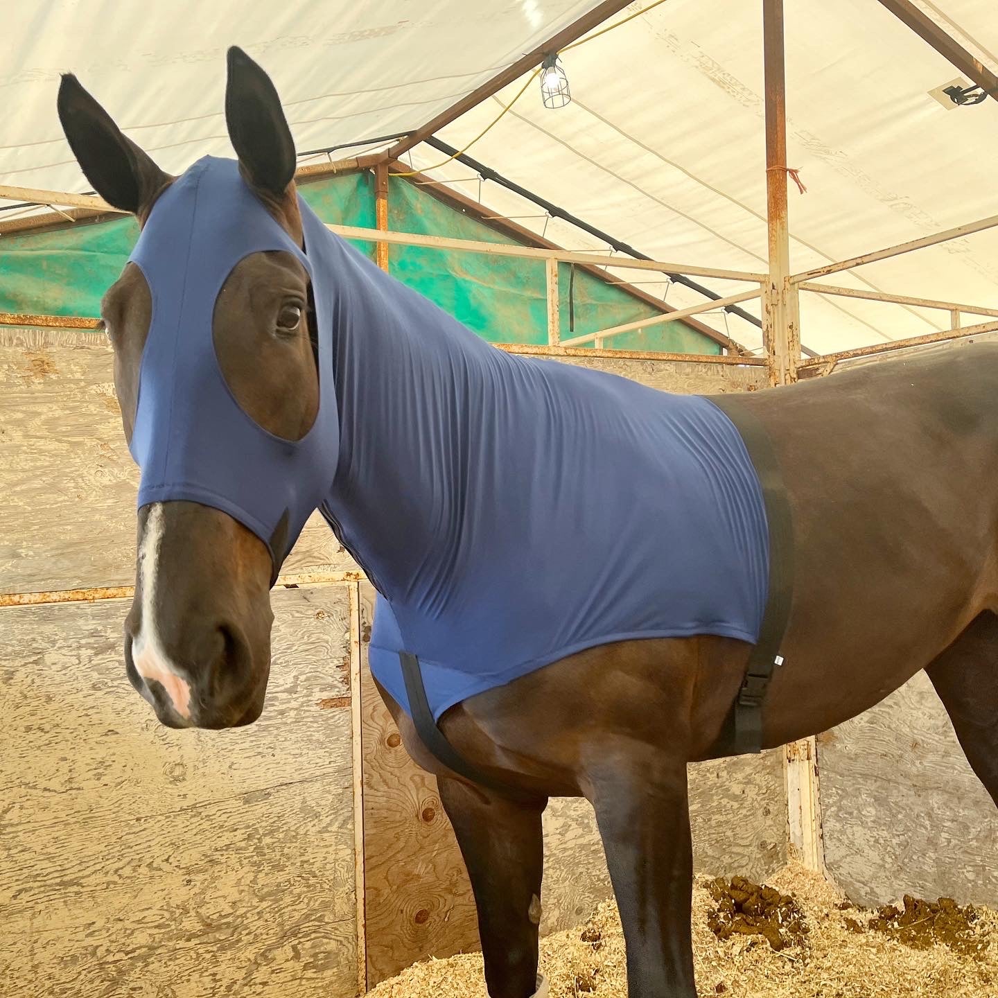 MEDIUM PONY SLINKY/SMALL-SIZED LARGE PONY. FREE CHARM
