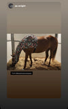 Warmblood/Draft Cross Slinky. FREE CHARM