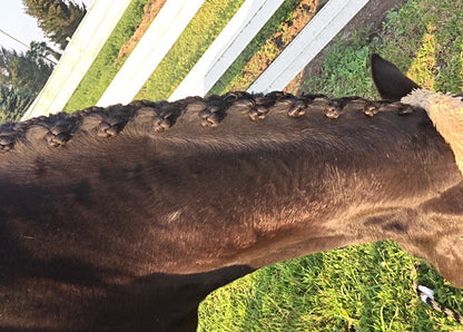 BRAIDING* Tutorials posted on the Facebook page: Katie’s Horse Care Supply (old), and Katie’s Horse Care Supply 2.0 (new). Instagram: Katie’s Horse Care Supply