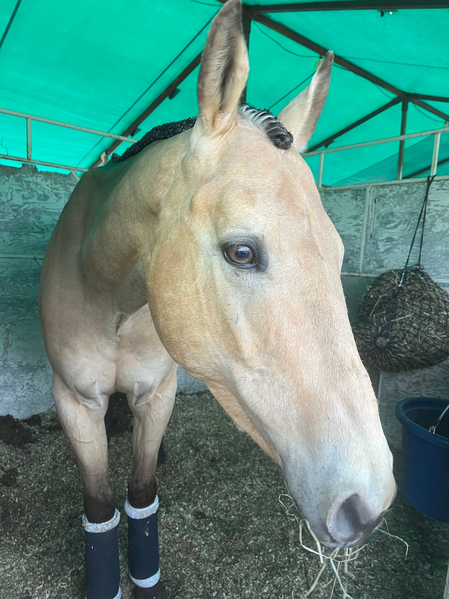 BRAIDING* Tutorials posted on the Facebook page: Katie’s Horse Care Supply (old), and Katie’s Horse Care Supply 2.0 (new). Instagram: Katie’s Horse Care Supply