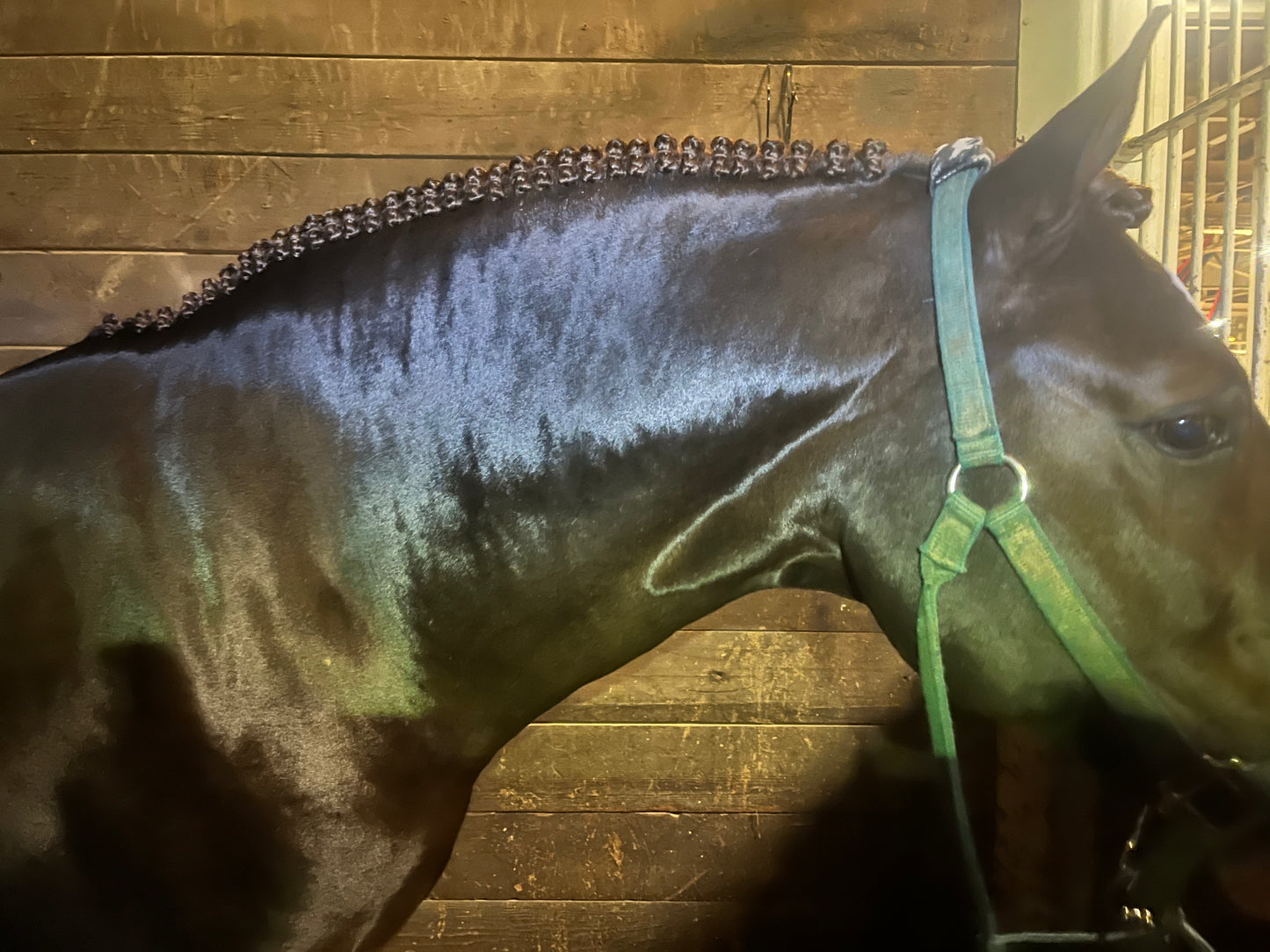 BRAIDING* Tutorials posted on the Facebook page: Katie’s Horse Care Supply (old), and Katie’s Horse Care Supply 2.0 (new). Instagram: Katie’s Horse Care Supply