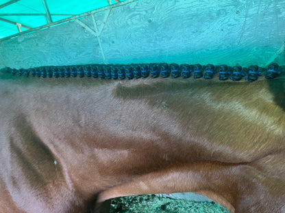 BRAIDING* Tutorials posted on the Facebook page: Katie’s Horse Care Supply (old), and Katie’s Horse Care Supply 2.0 (new). Instagram: Katie’s Horse Care Supply