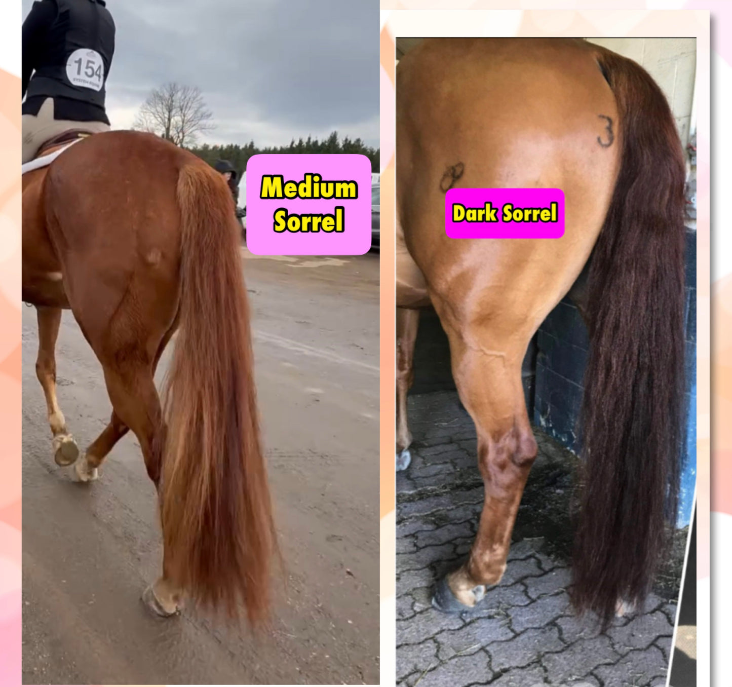 KNOB TOP Fake Tails 1 Pound. Real Horse Hair. Free Cover Bag, Pom Pom, Free Bridle Charm, Loop Charm. $180