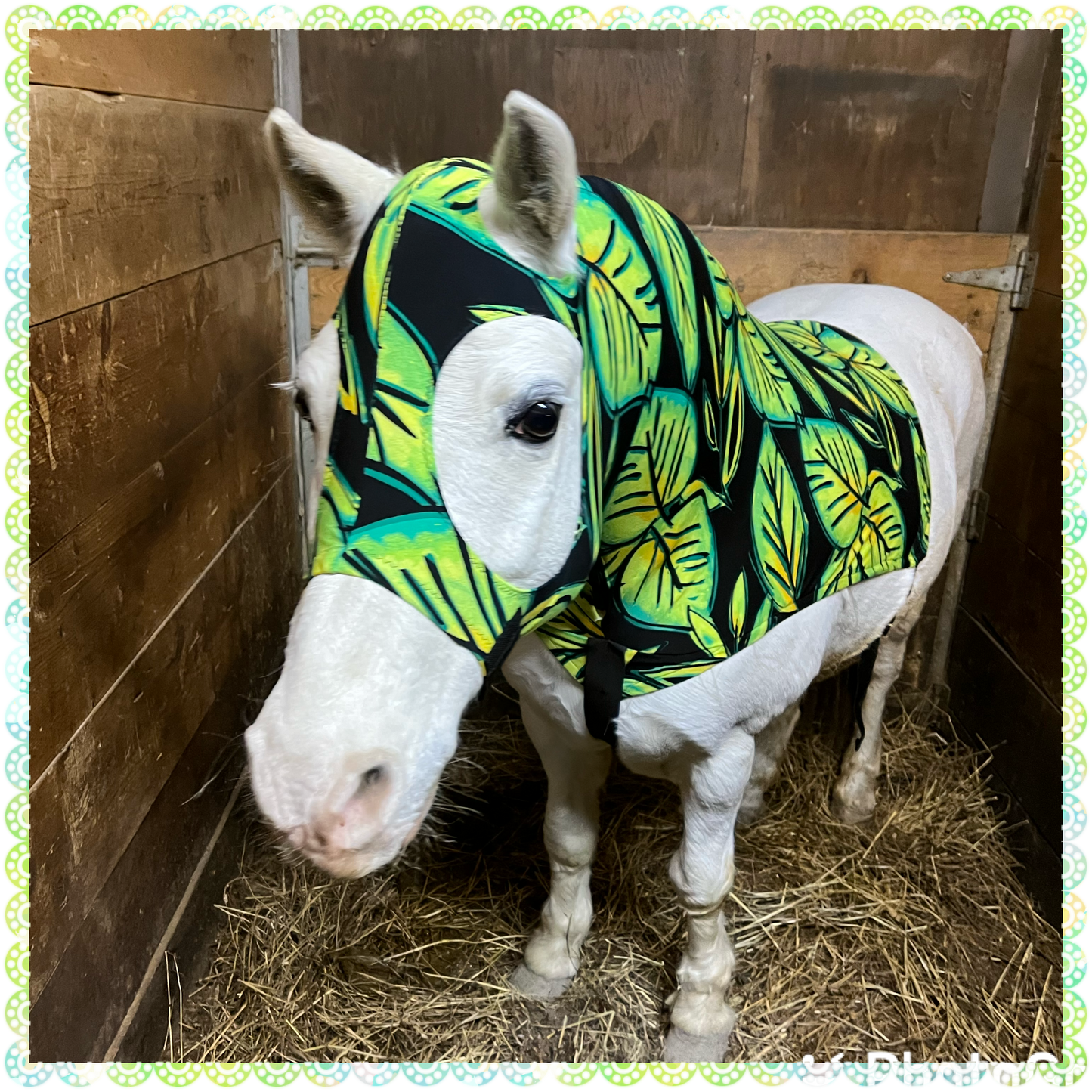 LARGE PONY/SMALL HORSE SLINKY. FREE CHARM