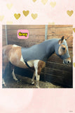 Large Pony/Small Horse Slinky. FREE CHARM