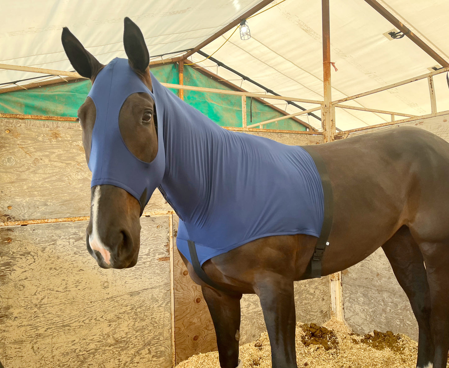 HORSE SIZE SLINKY. FREE CHARM
