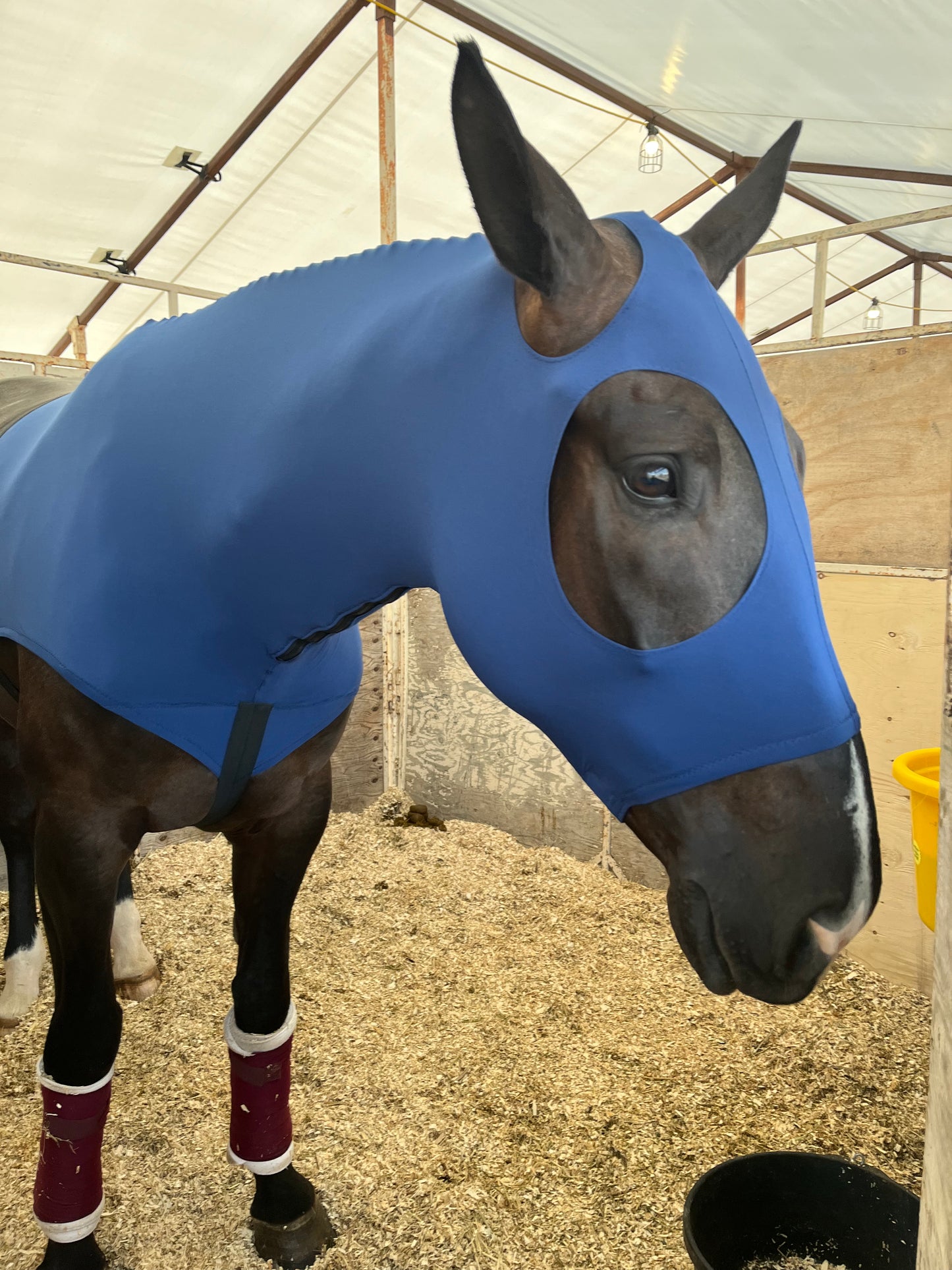 WARMBLOOD/DRAFT CROSS SLINKY. FREE CHARM