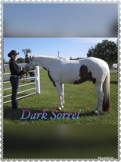 KNOB TOP Fake Tails 1 Pound. Real Horse Hair. Free Cover Bag, Pom Pom, Free Bridle Charm, Loop Charm. $180