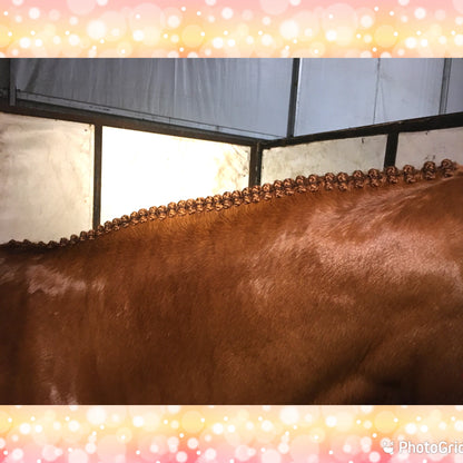 BRAIDING* Tutorials posted on the Facebook page: Katie’s Horse Care Supply (old), and Katie’s Horse Care Supply 2.0 (new). Instagram: Katie’s Horse Care Supply