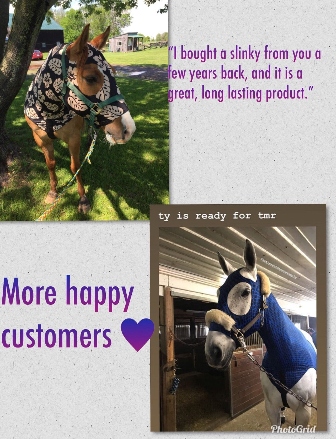 WARMBLOOD/DRAFT CROSS SLINKY. FREE CHARM