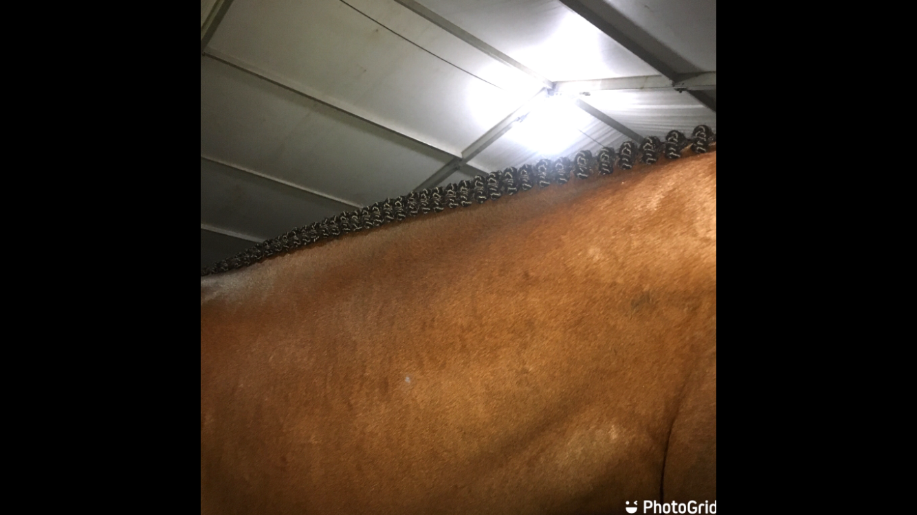BRAIDING* Tutorials posted on the Facebook page: Katie’s Horse Care Supply (old), and Katie’s Horse Care Supply 2.0 (new). Instagram: Katie’s Horse Care Supply