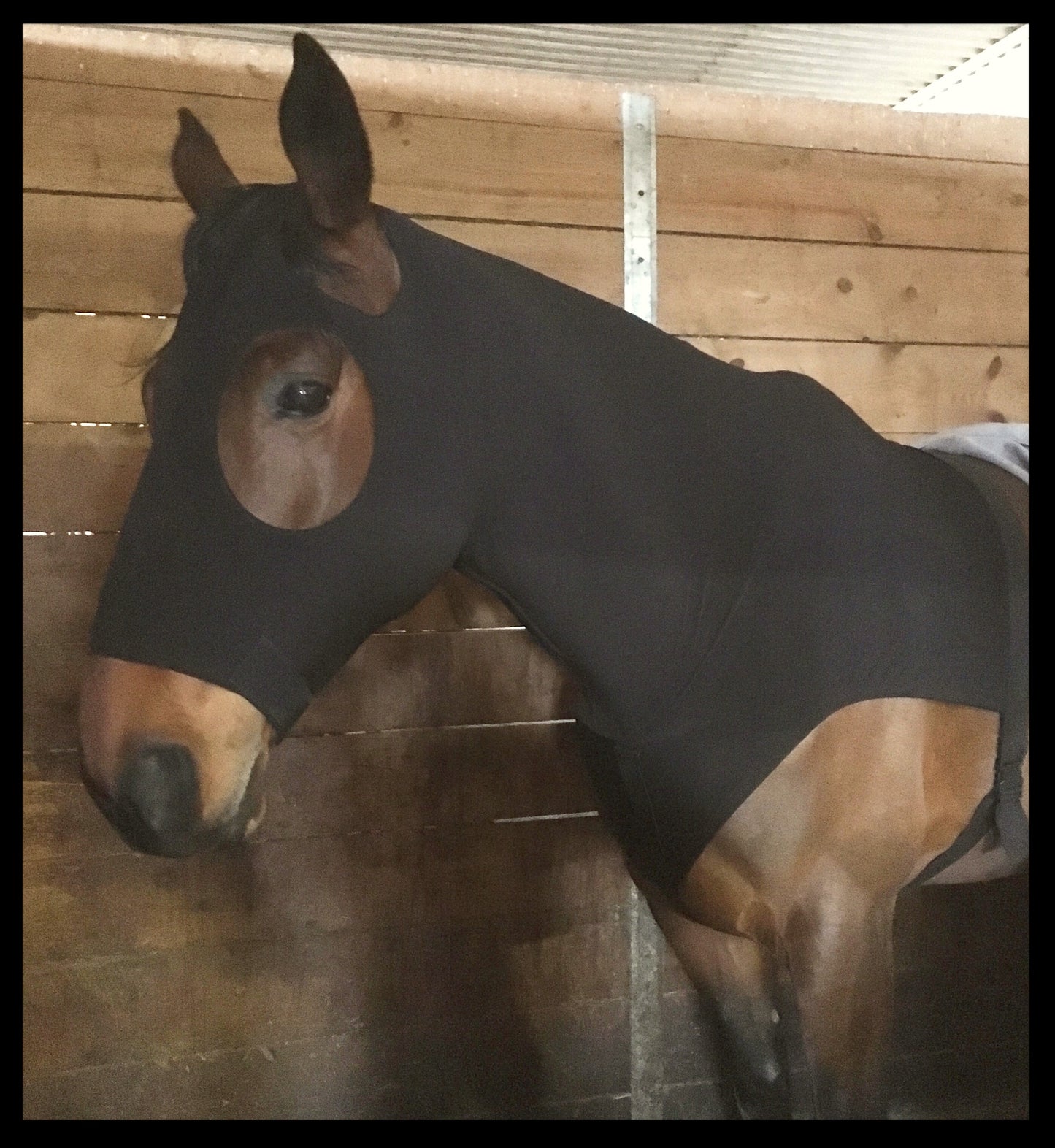 WARMBLOOD/DRAFT CROSS SLINKY. FREE CHARM