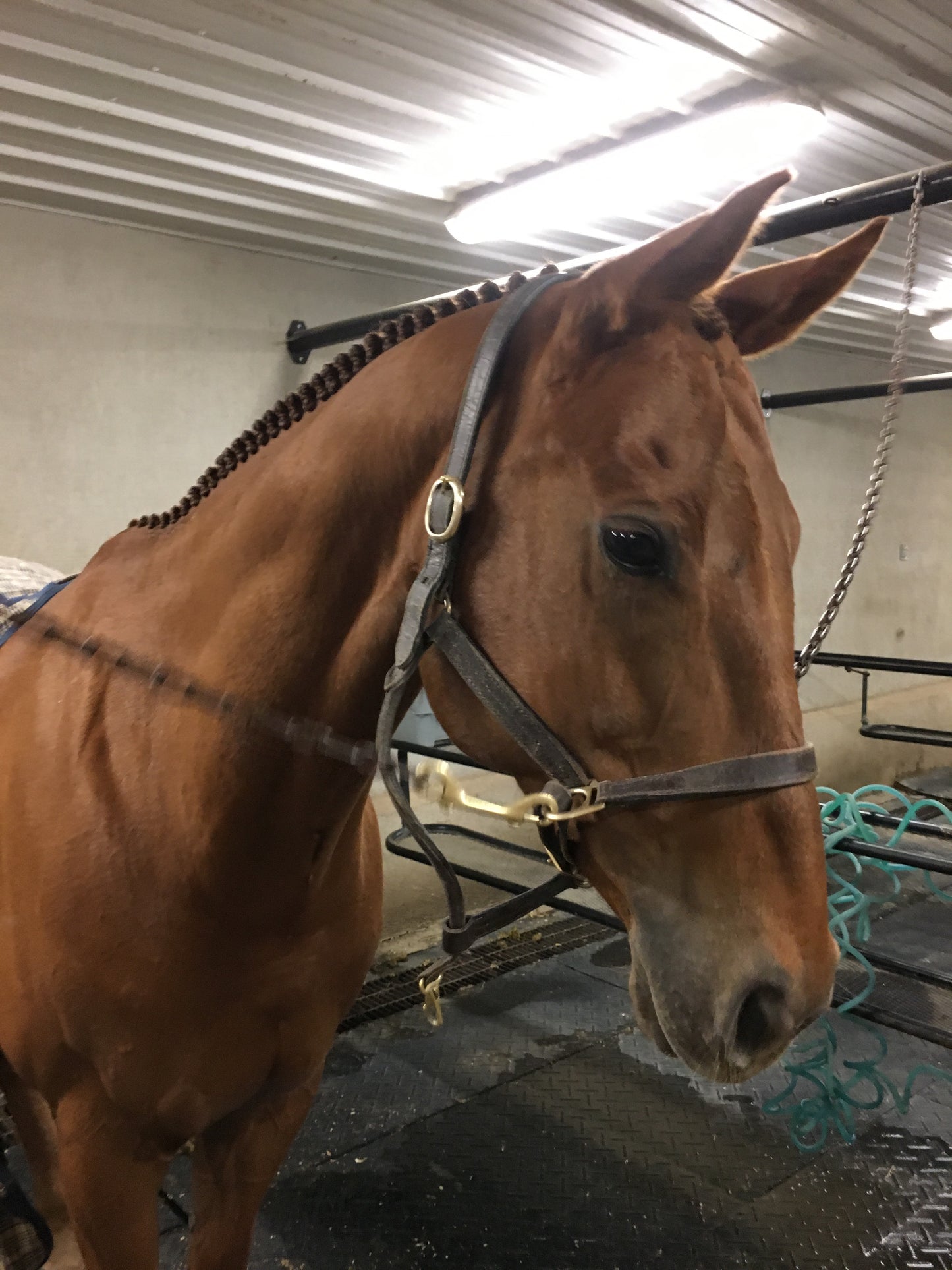 BRAIDING* Tutorials posted on the Facebook page: Katie’s Horse Care Supply (old), and Katie’s Horse Care Supply 2.0 (new). Instagram: Katie’s Horse Care Supply