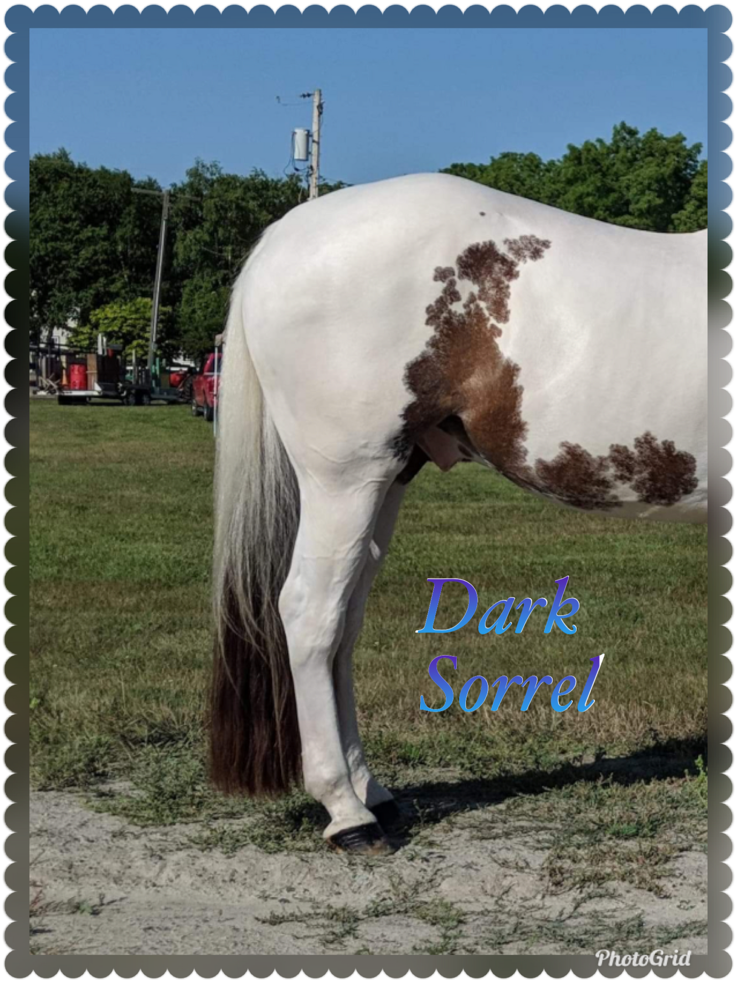 KNOB TOP Fake Tails 1 Pound. Real Horse Hair. Free Cover Bag, Pom Pom, Free Bridle Charm, Loop Charm. $180