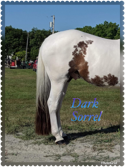 KNOB TOP Fake Tails 1 Pound. Real Horse Hair. Free Cover Bag, Pom Pom, Free Bridle Charm, Loop Charm. $180