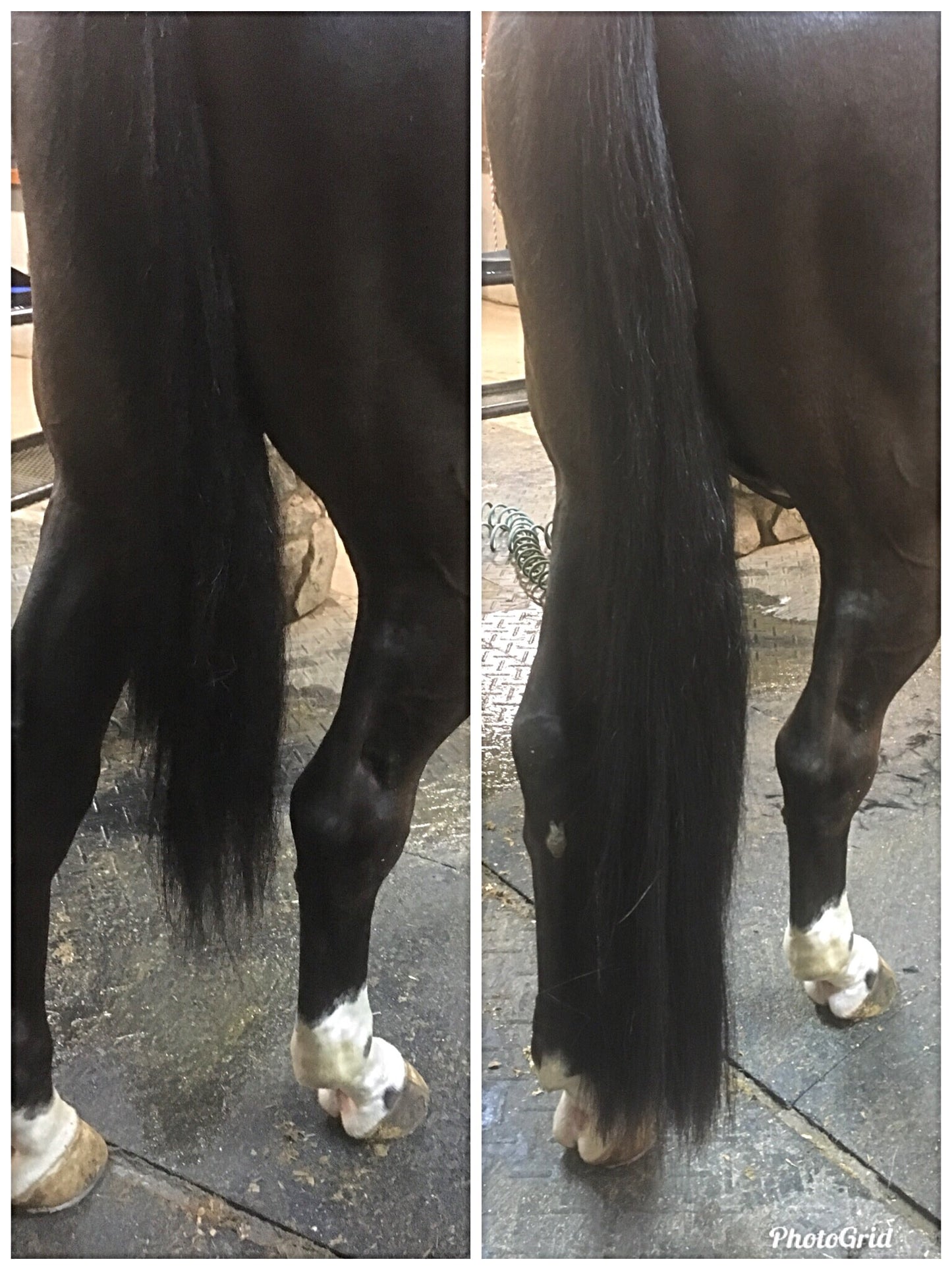 KNOB TOP Fake Tails 1 Pound. Real Horse Hair. Free Cover Bag, Pom Pom, Free Bridle Charm, Loop Charm. $180