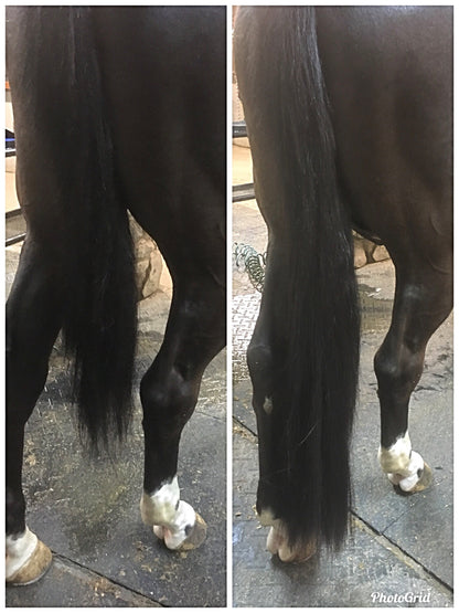 KNOB TOP Fake Tails 1 Pound. Real Horse Hair. Free Cover Bag, Pom Pom, Free Bridle Charm, Loop Charm. $180