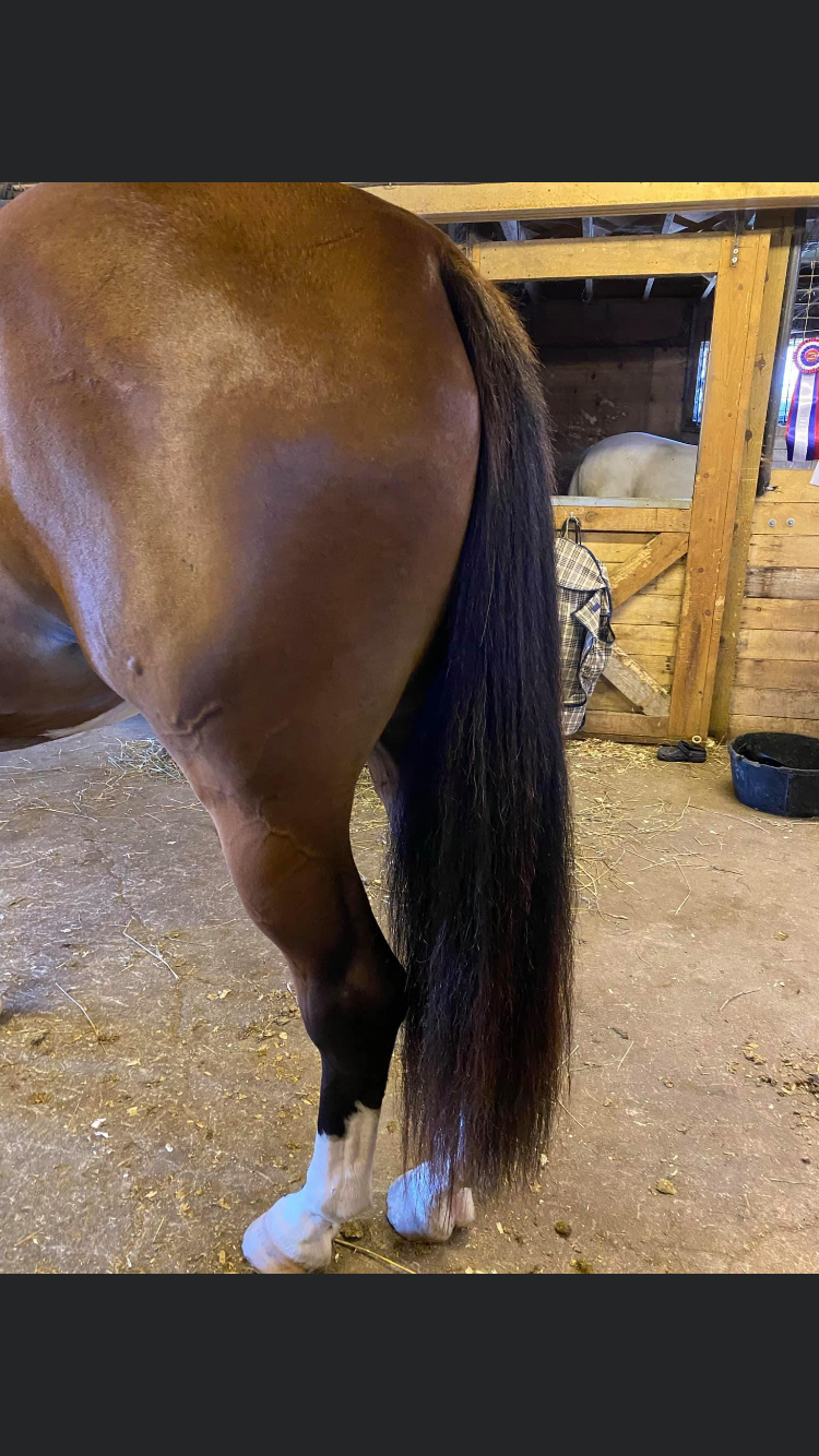 NATURAL LOOP FAKE TAILS. Real Horse Hair. Free Cover Bag, Pom Pom, Bridle Charm, Loop Charm. $99.99 - $550