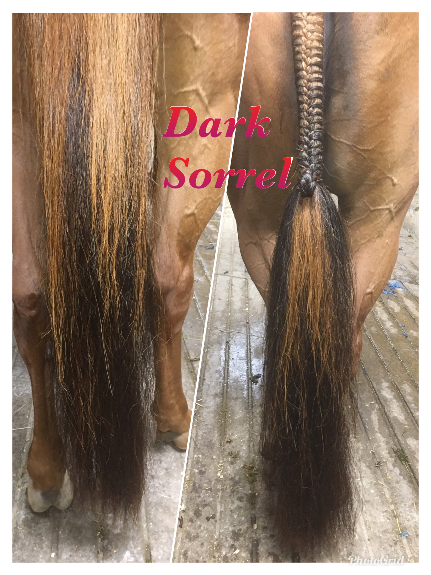 KNOB TOP Fake Tails 1 Pound. Real Horse Hair. Free Cover Bag, Pom Pom, Free Bridle Charm, Loop Charm. $180
