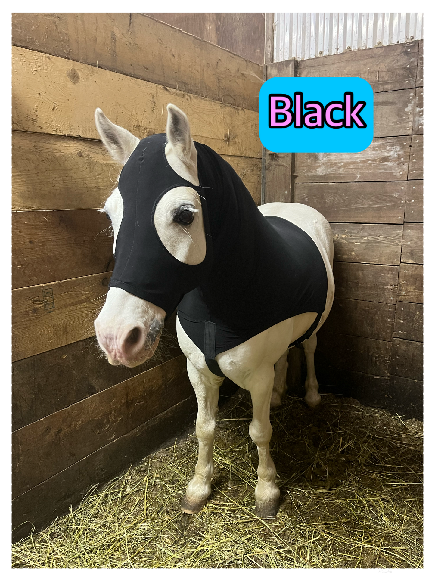 SMALL PONY SLINKY/SMALL-SIZED MEDIUM PONY. FREE CHARM