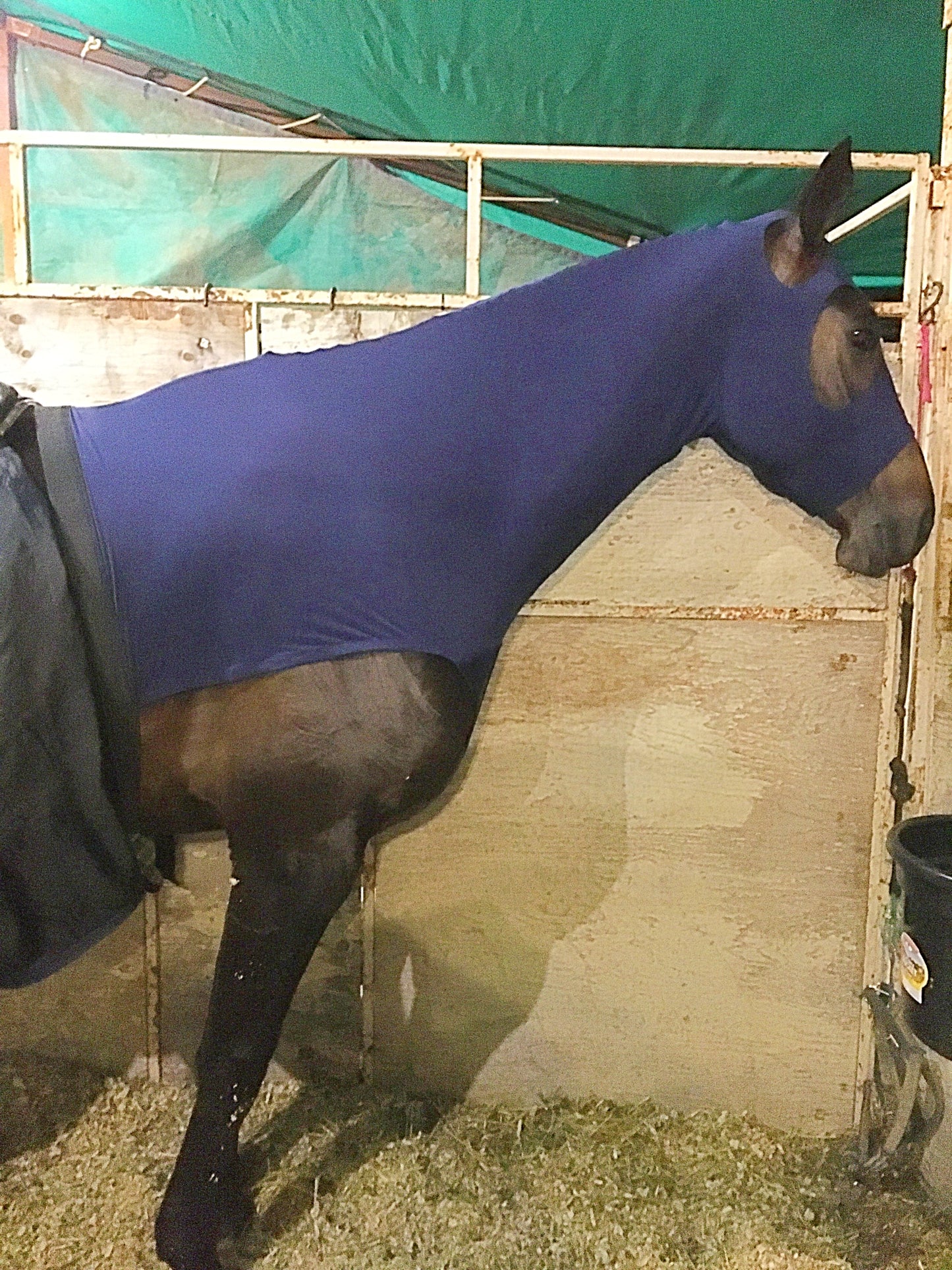 WARMBLOOD/DRAFT CROSS SLINKY. FREE CHARM