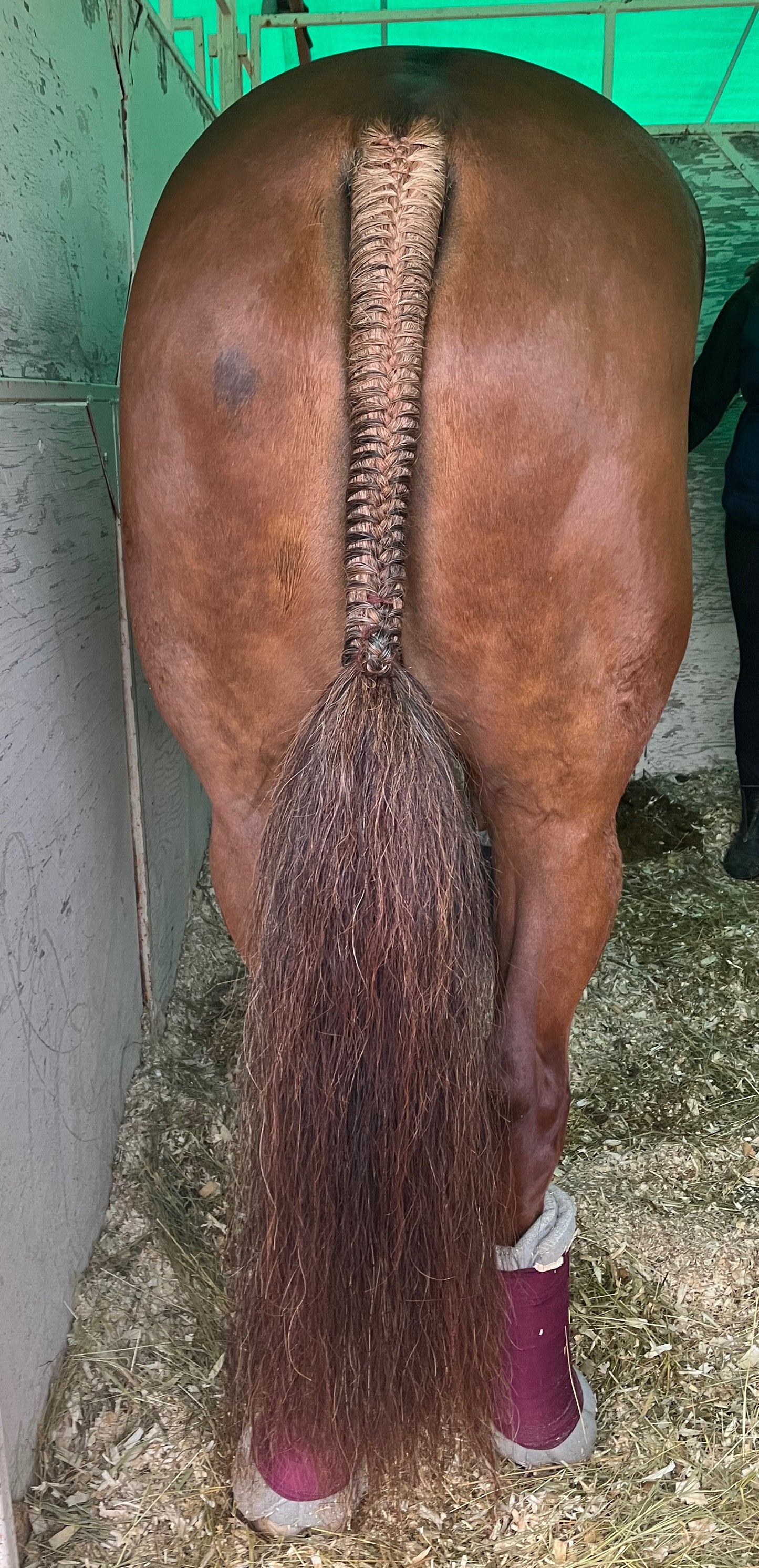 NATURAL LOOP FAKE TAILS. Real Horse Hair. Free Cover Bag, Pom Pom, Bridle Charm, Loop Charm. $99.99 - $550