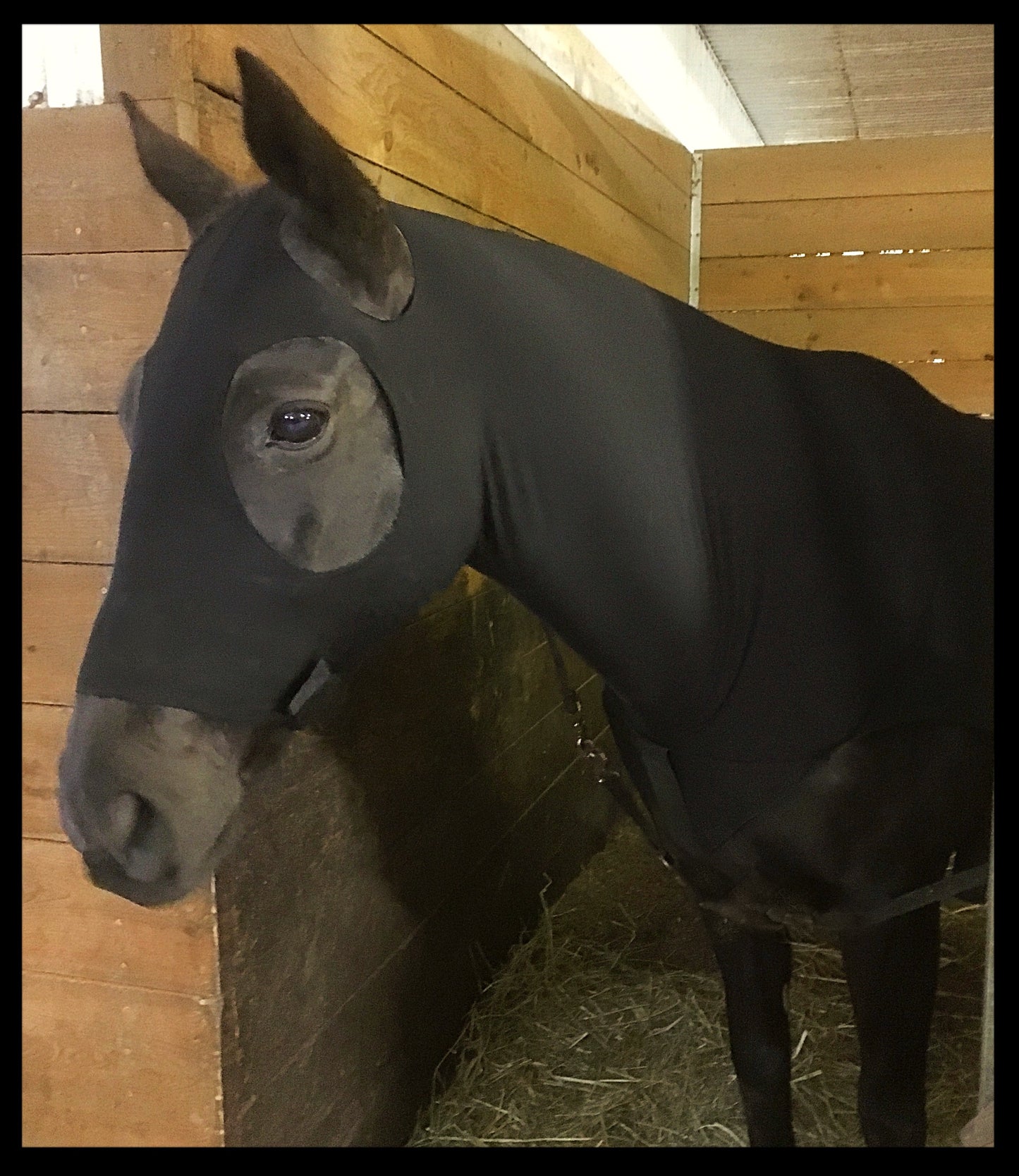 HORSE SIZE SLINKY. FREE CHARM