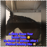 Large Pony/Small Horse Slinky. FREE CHARM