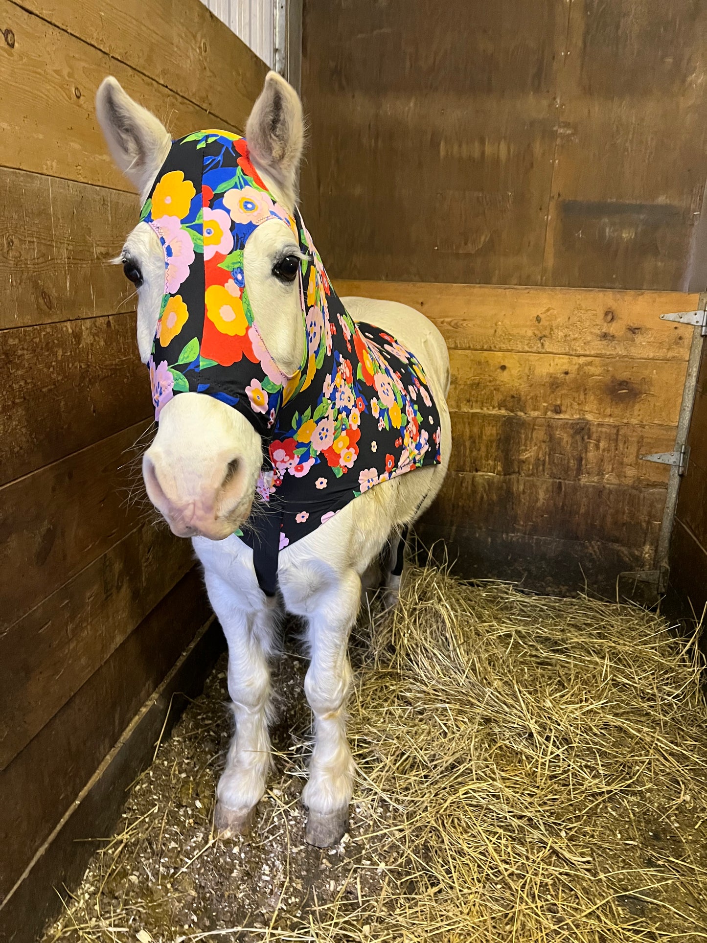 SMALL PONY SLINKY/SMALL-SIZED MEDIUM PONY. FREE CHARM